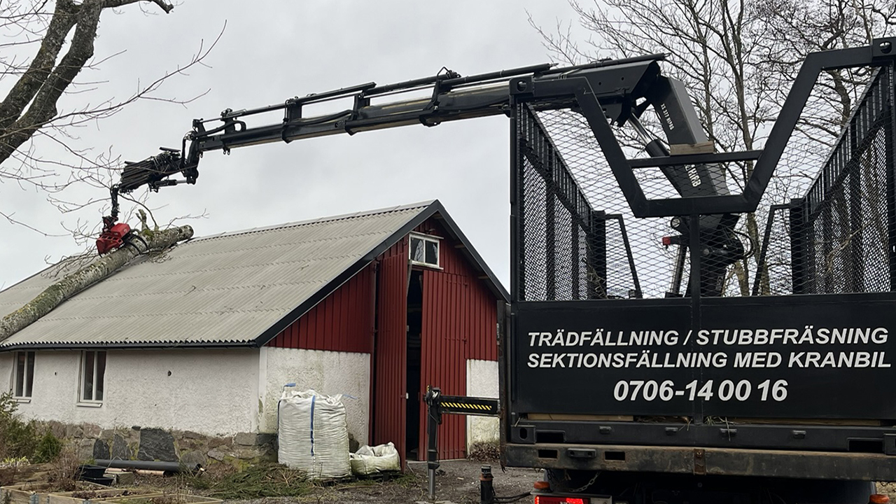 Träd som fallit vid hård vind